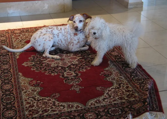 Splendid Hotel Diano Marina